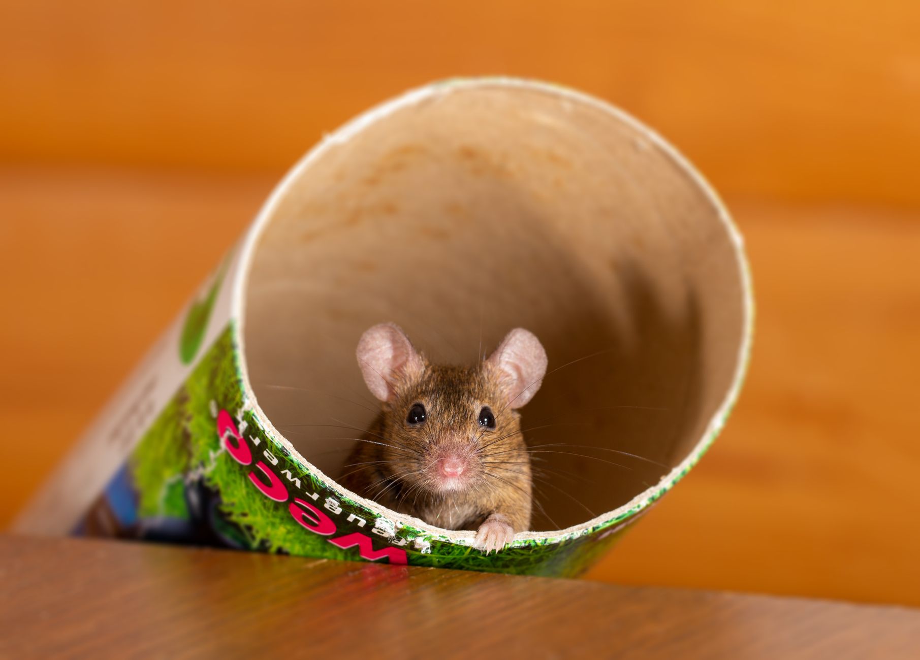 Mouse scurrying around and getting into things.