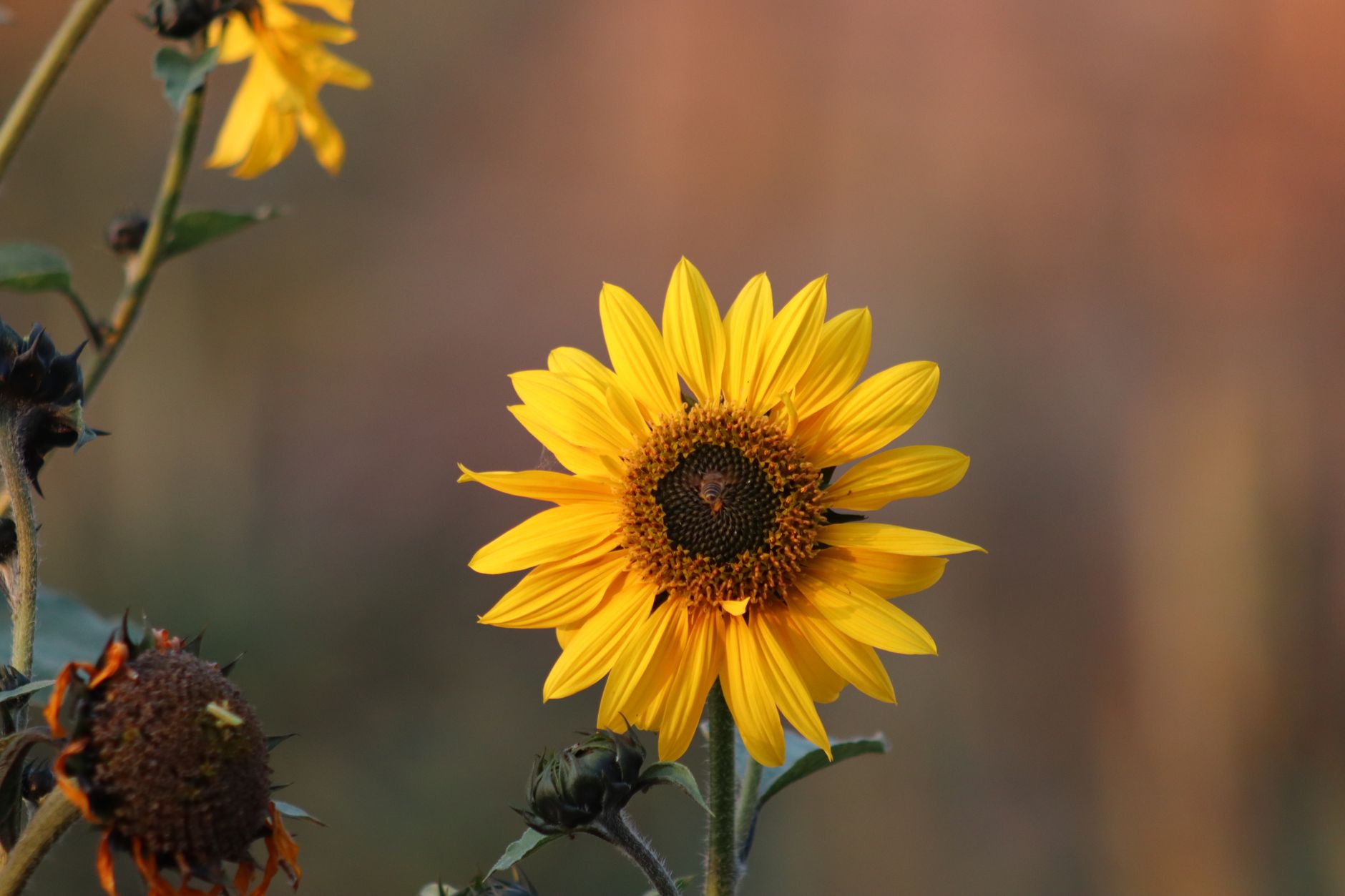 Sunflower.